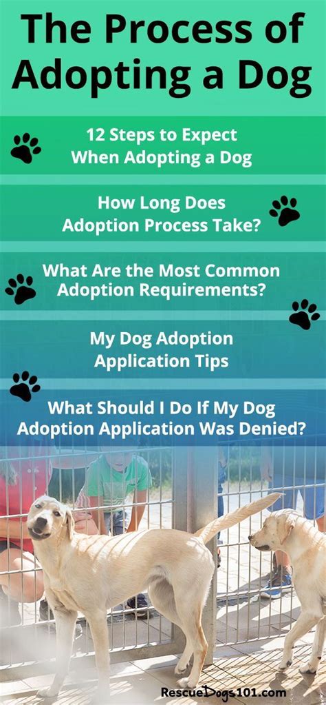 Adopting A Shelter Dog Your Complete Step By Step Guide Dog