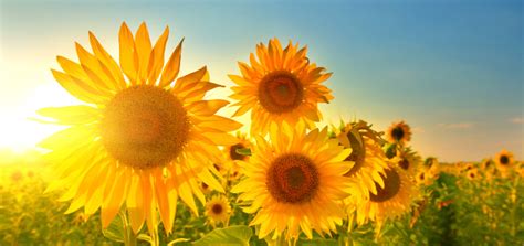 Ebrd Lends Us Million To Support Ukraines Sunflower Oil Exports