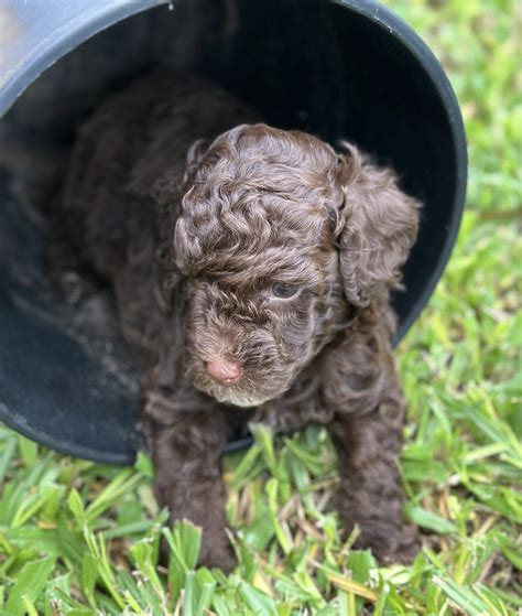 Chocolate Toy Poodle