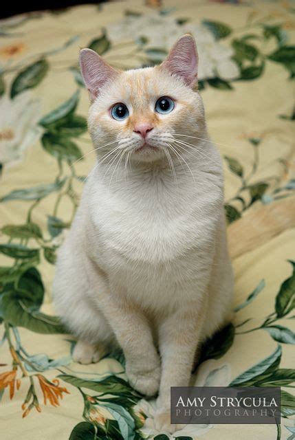 17 Best Images About Flamefire Point Siamese Cat On Pinterest Cats