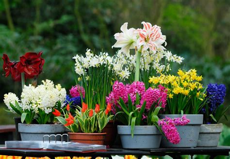 Flores De Primavera Rompecabezas En L Nea