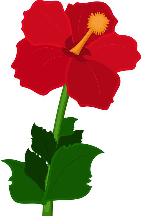 Hibiscus Flower Png Clipart Myfreedrawings