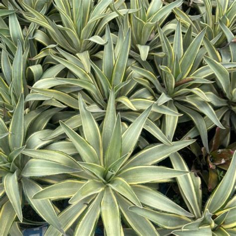 Jual Tanaman Agave Jumbo Agave Indukan Tanaman Outdoor Tanaman