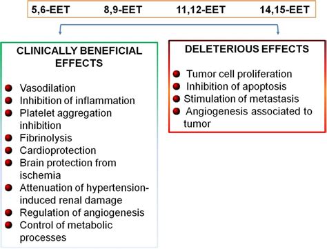 Frontiers Inside Epoxyeicosatrienoic Acids And Cardiovascular Disease