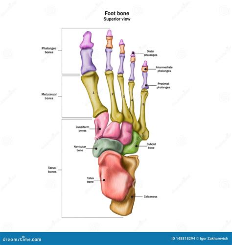 Os Du Pied Humain Avec Le Nom Et La Description De Tous Les Sites Vue