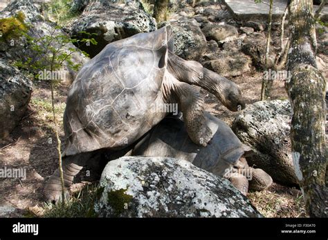 Giant Tortoise With Mating Behavior Highlands Of Floreana Island