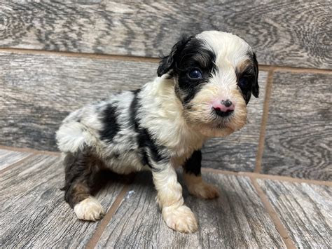 Storm X Merle Mini Aussiedoodles Dob 423 Leave Home 625 Double R Doodles