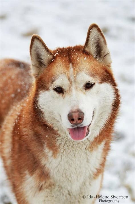 Beautiful Red Siberian Husky Husky Dogs Red Siberian Husky