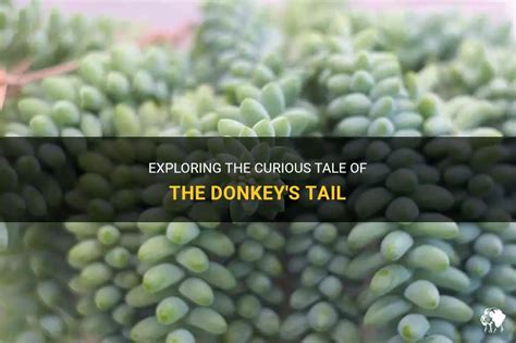 Exploring The Curious Tale Of The Donkeys Tail Petshun