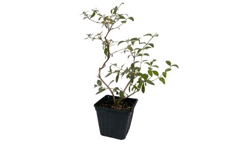 Rainbow Butterfly Bush 2 Potted Plant Groupon