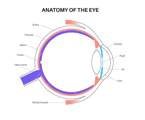 Ooganatomie Structuur Van Het Menselijk Oog Infografiek Uiterlijk