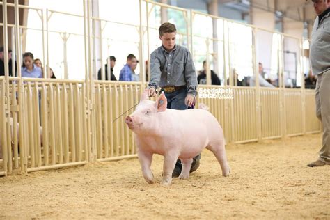 2019 Western Regional Yorkshire Gilt Show National Swine Registry