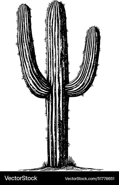 Saguaro cactus Royalty Free Vector Image - VectorStock