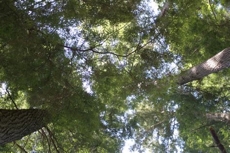 Carbon Sequestration Tree Ring Research At Middlebury