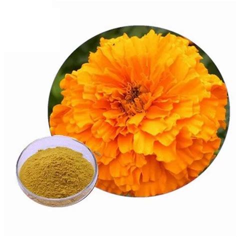 Calendula Officinalis Extract Calendula Extract Latest Price Manufacturers And Suppliers