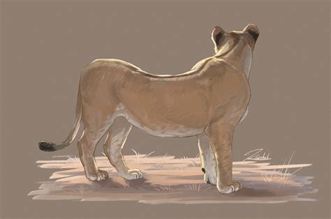 Lioness5 By Kaithel On Deviantart