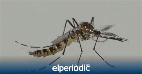 Liberan 2 000 Mosquitos Por Toda La Comunitat Valenciana Para Acabar