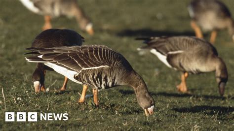 Suffolk Rspb Says Cables Plan Will Damage Nature Reserves Bbc News