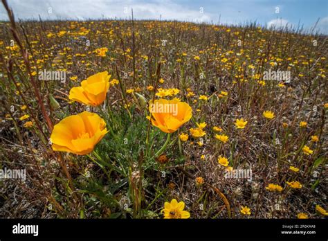 California Goldfields Lasthenia Californica And Poppies Eschscholzia