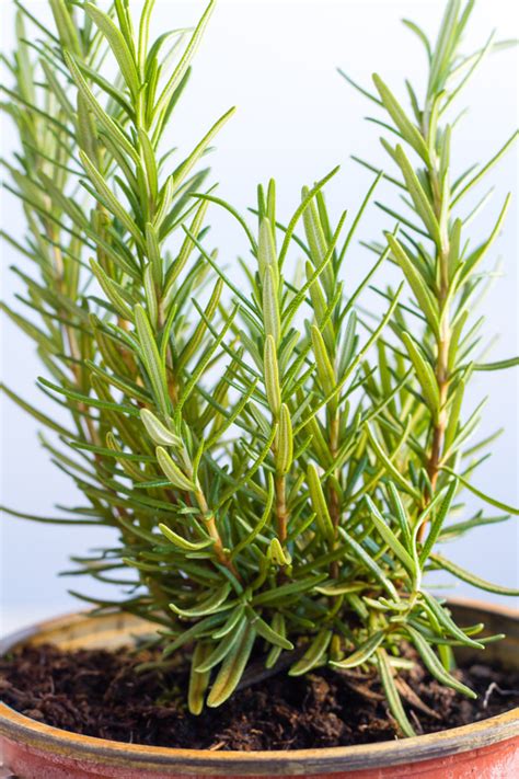 How to Grow Rosemary Indoors - Horticulture