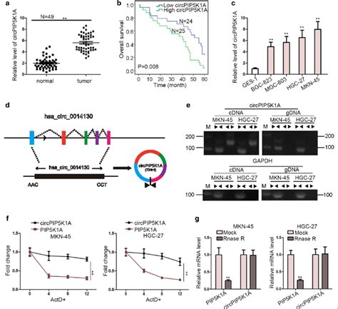 CircPIP5K1A Is Markedly Elevated And Characterized With Loop Structure