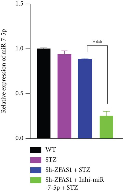 Mir 7 5p Knockdown Partially Reverses The Functional Effect Of Zfas1 Download Scientific