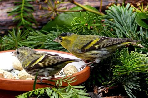 Heimische Vögel bestimmen mit Bildern Landlive de