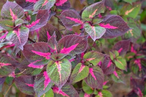 Coleus scutellarioides comúnmente conocido como coleus es una especie