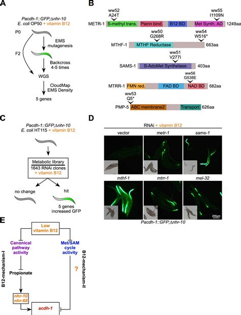 Caenorhabditis Elegans Methionine S Adenosylmethionine Cycle Activity