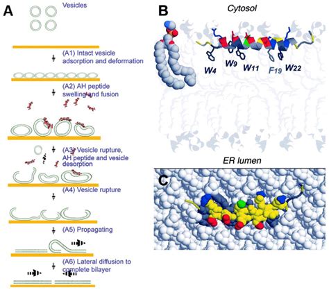 Figure 4 From Model Cell Membranes Techniques To Form Complex