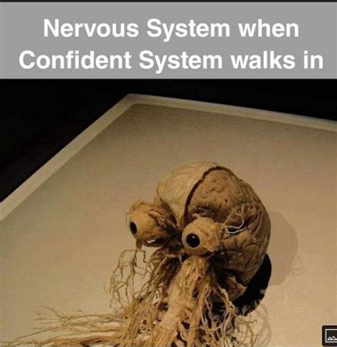 Nervous System When Confident System Walks In Ifunny