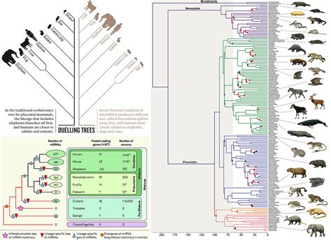 Unraveling The Tree Of Life