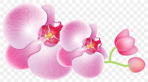 Cattleya Orchids Flower Clip Art PNG 4000x2231px Orchids Blossom