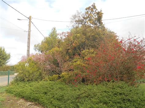 Printemps Dans Le Sous Bois Le Jardin De Cruik Les Fleurs Les