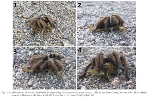 The Scorpion Files Newsblog Arizona Tarantula Preys On Scorpions