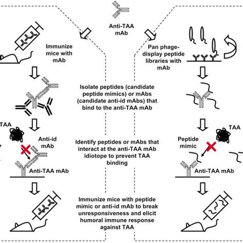 Schematic Representation Of The Steps To Isolate Anti Idiotype