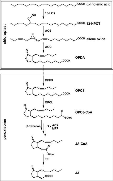 3 Biosynthetic Pathway Of Jasmonic Acid Acx Acylcoa Oxidase Aoc