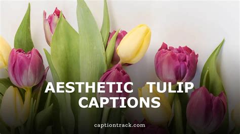 Aesthetic Tulip Captions For Instagram Copy Paste