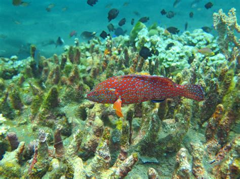 Thriving Coral Reef Alive with Marine Life and Fish, Bali Stock Image ...