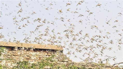 ‘rajasthan Facing Locust Attack From New Swarms Say Authorities