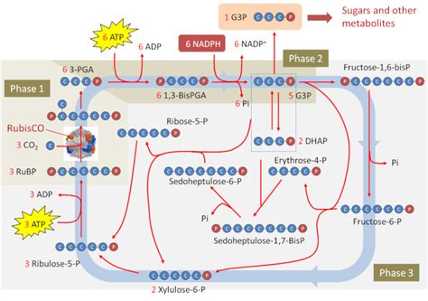 Cycle De Calvin Fixation Du Co2