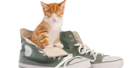 5 Reasons Why Cats Like Shoes So Much All About Cats