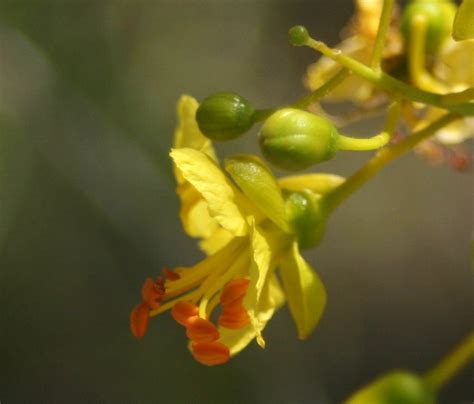 Cannundrums: Palo Verde Tree