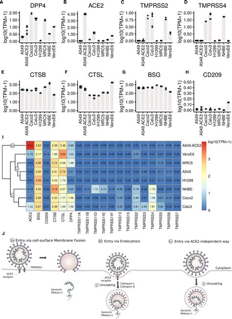 Frontiers Comprehensive Comparison Of RNA Seq Data Of SARS CoV 2