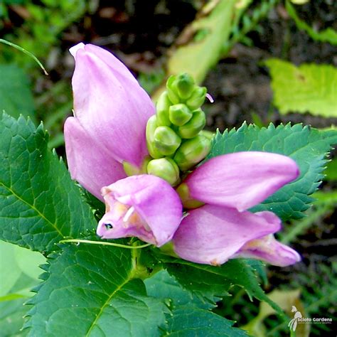 Chelone Lyonii Hot Lips 1 Hot Lips Pink Turtlehead Scioto