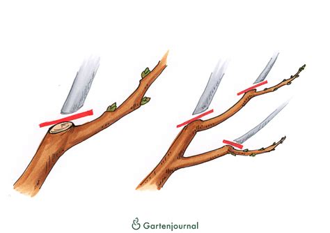 Bäume schneiden Schnittanleitungen mit Illustrationen und Video