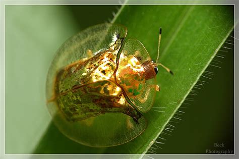 The Beautiful Golden Tortoise Beetle Pics Twistedsifter