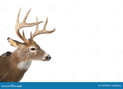 Huge Whitetail Buck Isolated On White Background Stock Photo Image Of