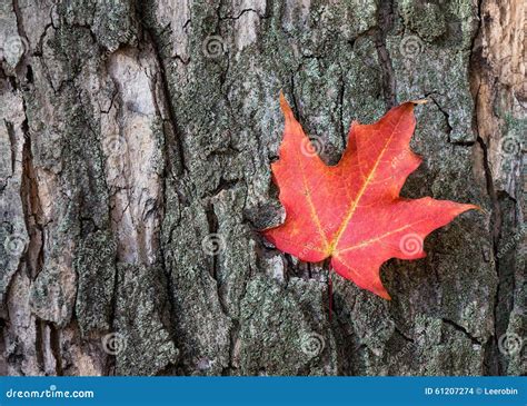 Red Maple Leaf Against Tree Bark Stock Photo - Image: 61207274