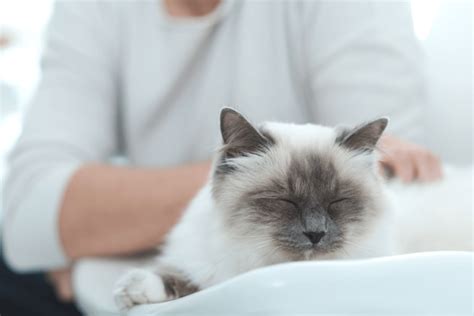 13 Myths About Cats Debunked